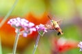 Closeup of a Hummingbird moth on beautiful flowers