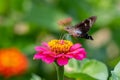 Closeup of a hummingbird moth pollinating a bright pink zinnia flower - Michigan Royalty Free Stock Photo