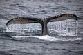 Closeup of a Humpback whale diving into the ocean in Antarctica Royalty Free Stock Photo