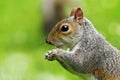 Closeup of hungry grey squirrel Royalty Free Stock Photo