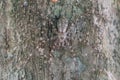 Closeup of huntsman spider camouflage on tree trunk at Taman Negara National Park, Pahang