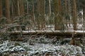 Closeup of a hurricane-damaged tree in the snowy forest during daylight