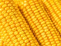 Closeup of husked sweet corn cobs