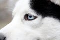 Closeup of husky blue eye. Head of husky dogs