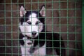 Closeup of a husky dog looking through the bars of a cage. Lonely dog in the cage in animal shelter