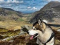 Closeup of Husky head in background of mountains