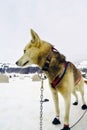 Closeup of husky sled dogs getting ready to mush Royalty Free Stock Photo