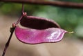 Closeup of the Hyacinth-Bean 'Ruby Moon' with the scientific name Lablab purpureus Royalty Free Stock Photo