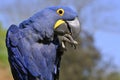 Closeup of Hyacinth macaw Royalty Free Stock Photo