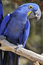 Closeup of Hyacinth macaw Royalty Free Stock Photo