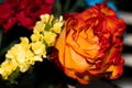 Closeup of hybrid tea rose flower Royalty Free Stock Photo