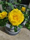 closeup of Hybrid Tea Rose or Rosa hybrida Royalty Free Stock Photo