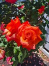 Closeup of Hybrid Tea Rose or Rosa hybrida Royalty Free Stock Photo