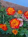 closeup of Hybrid Tea Rose or Rosa hybrida Royalty Free Stock Photo