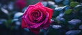 a close up of a red rose with water drops on it Royalty Free Stock Photo