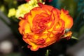 Closeup of hybrid tea rose Royalty Free Stock Photo