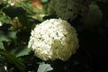 Closeup of Hydrangea arborescens, sevenbark or sheep flower. Royalty Free Stock Photo