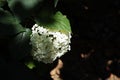 Closeup of Hydrangea arborescens, sevenbark or sheep flower. Royalty Free Stock Photo