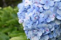 Closeup of hydrangea blue deckle flowers