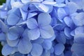 Closeup of hydrangea blue deckle flowers