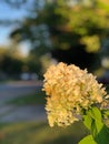 Closeup of hydrangea flower under the sun Royalty Free Stock Photo