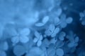 Closeup hydrangea flowers colored in Classic Blue - color of the year 2020. Natural banner with main trend concept