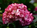 Closeup of a Hydrangea macrophylla, Seaside Serenade mophead with pink highlighted petals Royalty Free Stock Photo