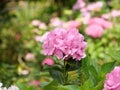 Closeup of Hydrangea Paniculata flowers in a garden captured during the daytime