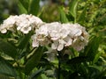 Closeup of Hydrangea Paniculata flowers in a garden captured during the daytime