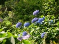 Closeup of Hydrangea Paniculata flowers in a garden captured during the daytime