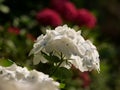 Closeup of Hydrangea Paniculata flowers in a garden captured during the daytime