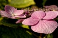 A closeup of a hydrangea with water droplets on it. Royalty Free Stock Photo