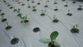 Closeup hydroponics with Floating raft