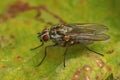 Closeup on the Hylemya vagans fly, sitting on a green leaf