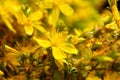 Closeup of Hypericum perforatum flowers, common St Johns wort Royalty Free Stock Photo