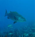 Closeup of a Hyporthodus nigritus, the Warsaw grouper underwater