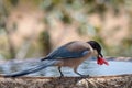 Closeup of an Iberian magpie (Cyanopica cooki) eating a grape Royalty Free Stock Photo