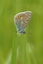 Closeup of an Icarus blue butterfly , Polyommatus icarus