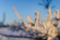 Closeup of ice-covered tree branches against a blue background Royalty Free Stock Photo