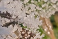 closeup of ice crystals on frozen leafs on the forest floor Royalty Free Stock Photo