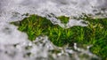 Ice crystals closeup with grass Royalty Free Stock Photo