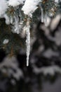 Closeup of icicle hanging off end of pine tree branch