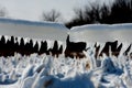 Closeup of icicles covering security fence on a sunny winter Royalty Free Stock Photo