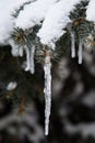 Closeup of icicles hanging from branch of pine tree at sunset