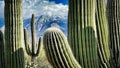 Closeup iconic Saguaro cacti frame distant Saguaro and mountain snow Royalty Free Stock Photo