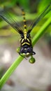 Closeup of Ictinogomphus rapax dragonfly perching on plant stem