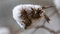 Closeup of icy snow on dry burdock plant on blur background Royalty Free Stock Photo