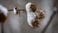 Closeup of icy snow on dry burdock plant on blur background Royalty Free Stock Photo