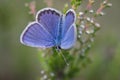 Idas blue or northern blue butterfly on the blooming heather twig Royalty Free Stock Photo