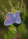 Idas blue or northern blue butterfly on the blooming heather twig Royalty Free Stock Photo